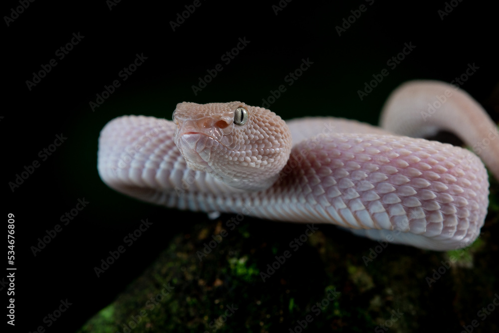 Fototapeta premium Close up detail shot of female pink white mangrove pit viper Trimeresurus purpureomaculatus 