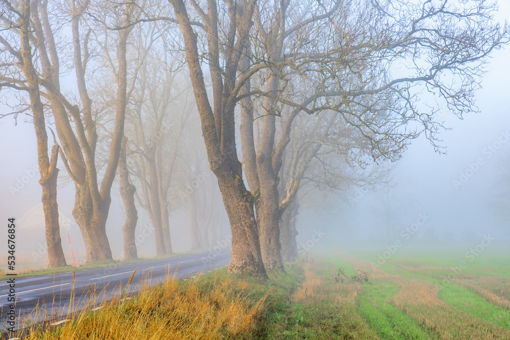 Fototapeta premium Tree lined road a misty morning