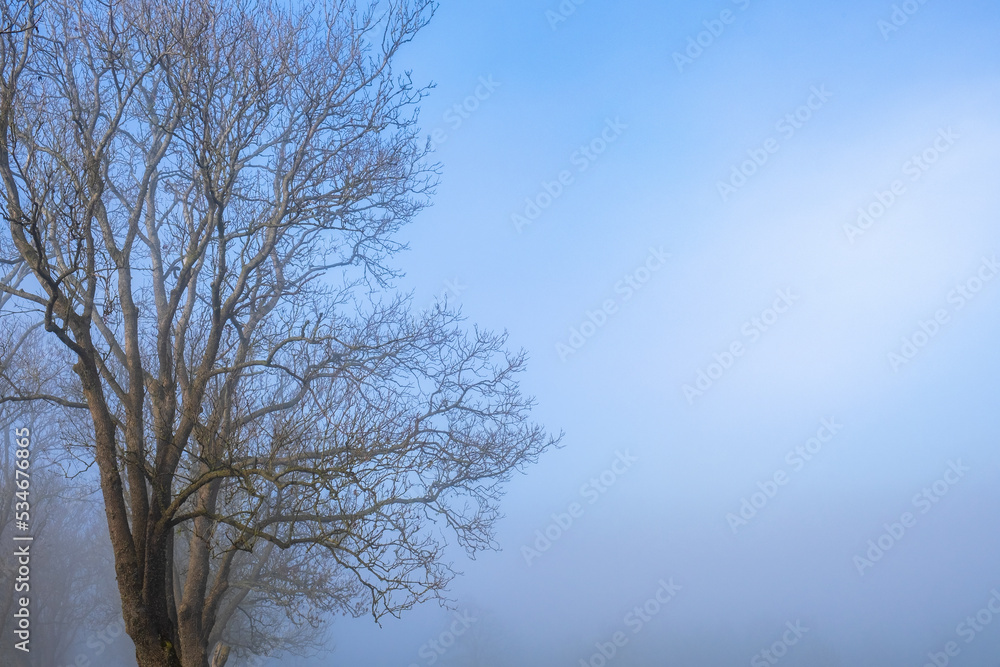 Leafless trees at in fog against a blue sky