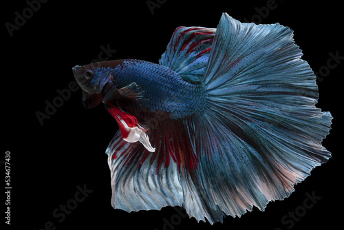Beautiful movement of blue betta fish, Siamese fighting fish, Betta splendens isolated on black background. Studio shot.