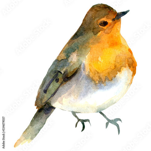watercolor illustration with robin bird