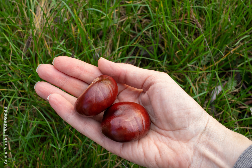 Chestnuts in female hand. Handful of chestnuts. POV woman holding chestnuts on green grass background in autumn park. Top view, copy space Chestnuts in female hand. Handful of chestnuts. POV woman holding chestnuts on green grass background in autumn park. Top view, copy space