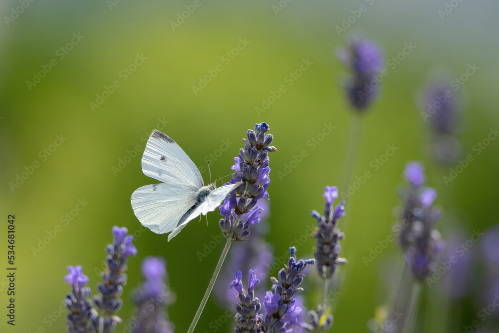 Naklejka premium one cabbage butterfly on lavender