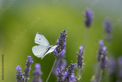 one cabbage butterfly on lavender © NJ