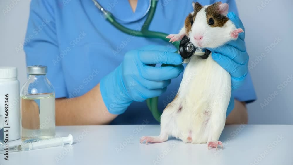 The veterinarian examines the heart and lungs of a guinea pig with a stethoscope. The veterinarian examines the heart and lungs of a guinea pig with a stethoscope.