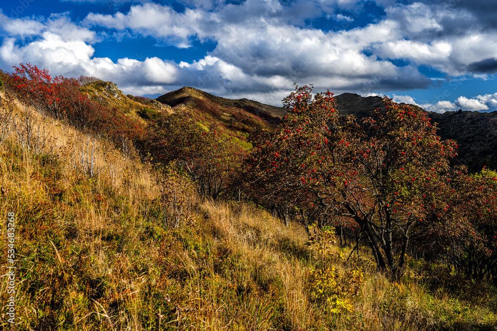 The palette of autumn colors in the mountains. Bukowe Berdo, Bieszczady National Park, Carpathians, Poland.