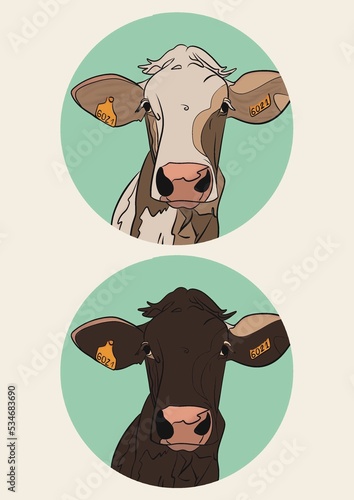 Illustration de deux portrait de vaches une de race bordelaise et une abondance blanche et marron. Ces deux dessins sont isolés dans un rond vert d’eau. Les têtes sont en gros plan et nous regarde