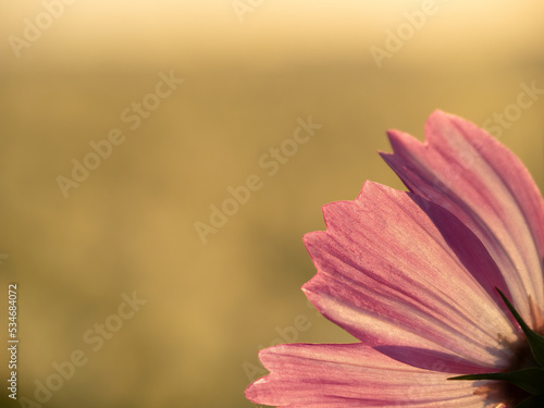 秋桜・花弁