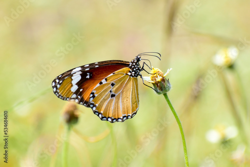A beautiful monarch butterfly on the flowers