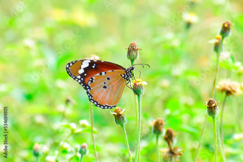 A beautiful monarch butterfly on the flowers