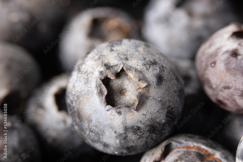 Blueberries in water droplets, blueberries close-up macro Blueberries in water droplets, blueberries close-up macro