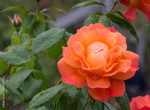 Peach glory grandiflora