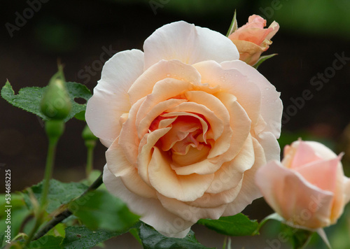 easy going floribunda rose