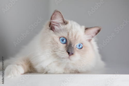 Cute pet ragdoll cat. Pet a...