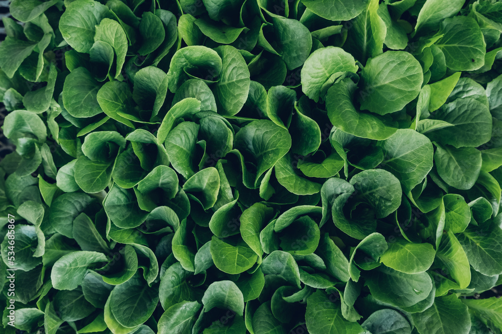 Top view on seedlings are grown in cassettes. Agricultural activity. Sale of seedlings growing in a breeding tray. Top view on seedlings are grown in cassettes. Agricultural activity. Sale of seedlings growing in a breeding tray.