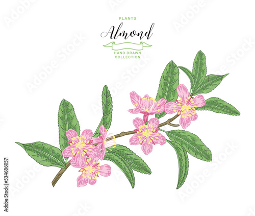 Almond plant. Hand drawn almond branch with flowers and leaves. Vector botanical illustration. Colorful vitage style.