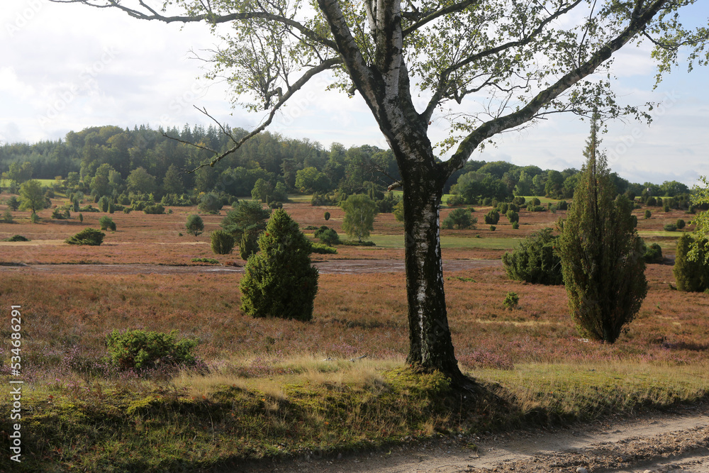 Landschaft in der Lüneburger Heide um Wilsede Landschaft in der Lüneburger Heide um Wilsede