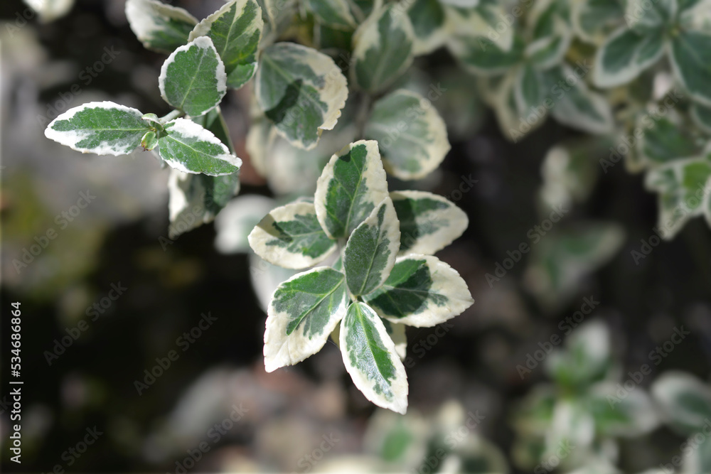 Variegated Wintercreeper Variegated Wintercreeper