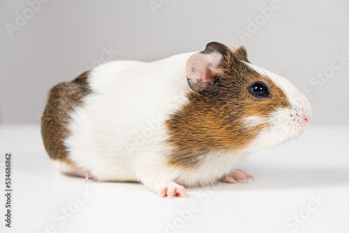 A small guinea pig aged 2 months sits on a white background