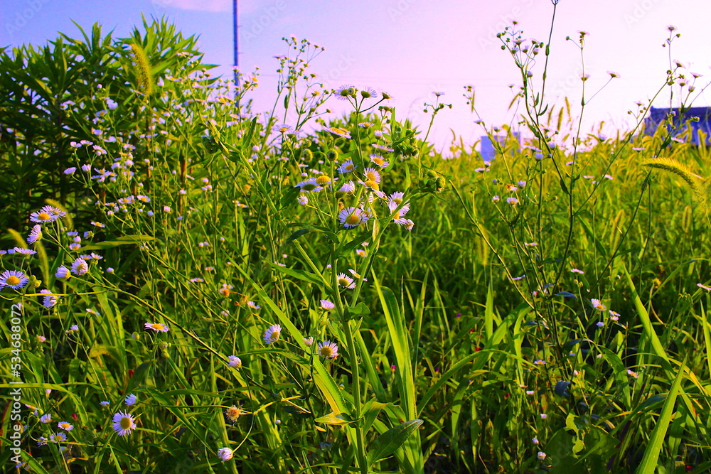 Obraz premium grass and flowers