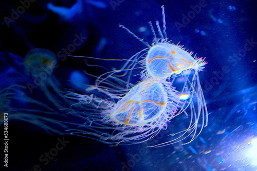 jellyfish © Minoru Tsuzuki