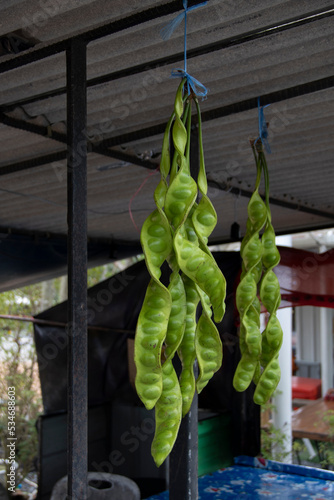 asian bitter green beans known as twisted cluster bean © BallAiMY666