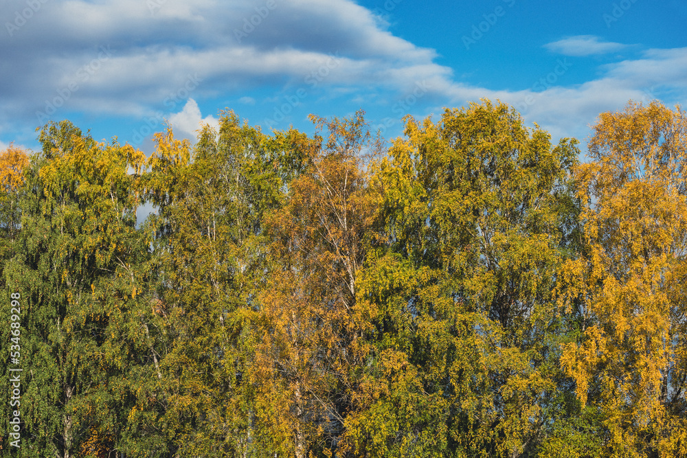 birch trees in fall