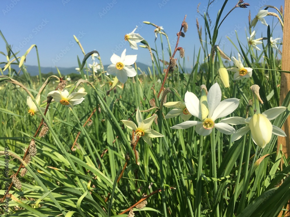 daffodils in the grass, spring time daffodils in the grass, spring time