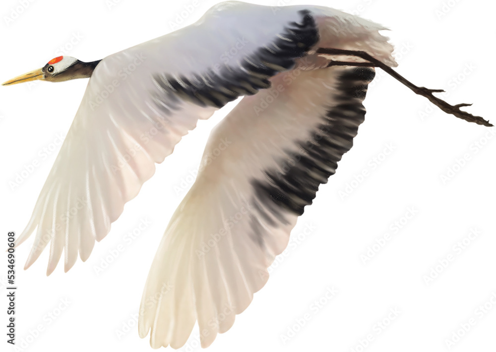 Obraz premium red crowned crane paint