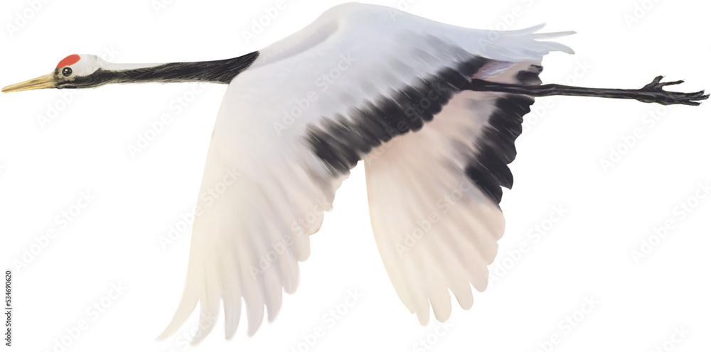 Obraz premium red crowned crane paint