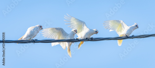 Four Parrots Balancing On A Power Line - Little Corellas, Scientific name Cacatua sanuinea