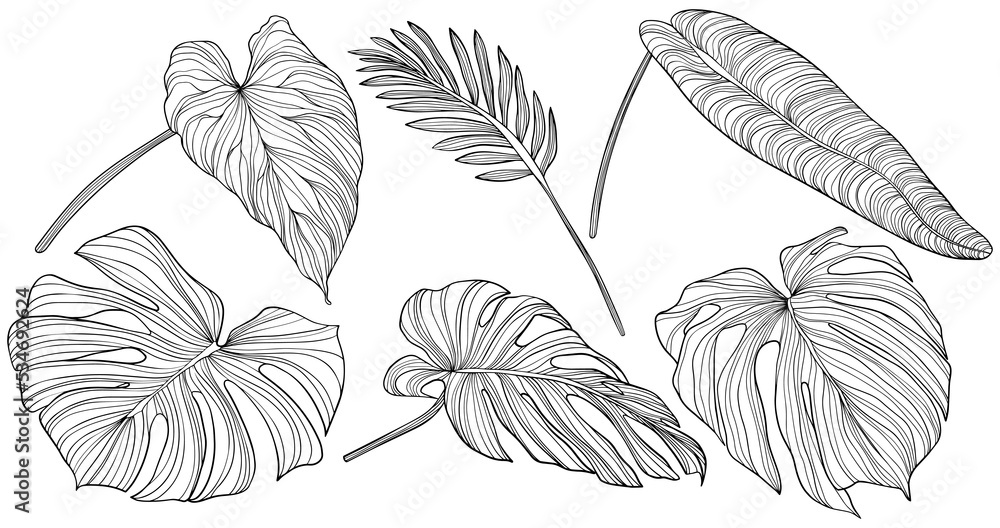 Leaves isolated on white. Tropical leaves. Hand drawn png illustration. Leaves isolated on white. Tropical leaves. Hand drawn png illustration.