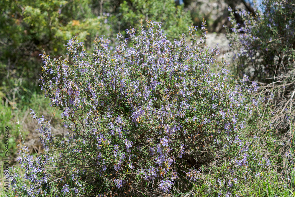 Obraz premium Rosemary, Rosmarinus officinalis. Photo taken in Guadarrama Mountains, La Pedriza, Madrid, Spain