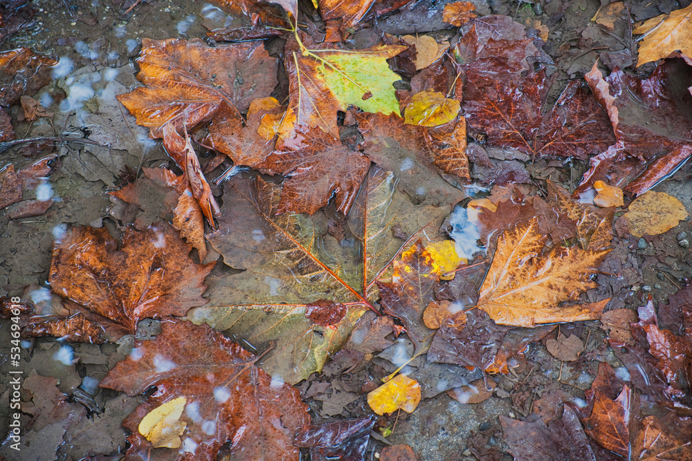 Herbstlaub in einer Wasserpfütze Herbstlaub in einer Wasserpfütze