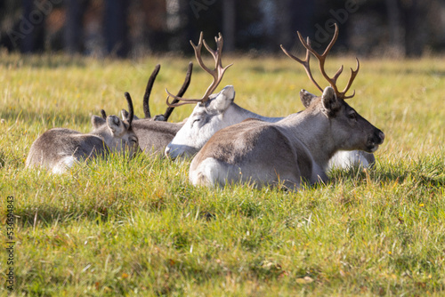 Reindeer sit on a meadow in Finland