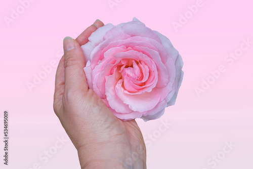 Beautiful deicate pink rose flower in female hands, close up. Rose as virginity and vagina symbol. Female health concept. photo