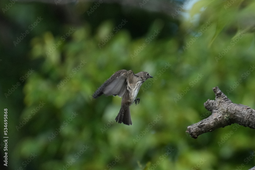 grey streaked flycatcher in a forest