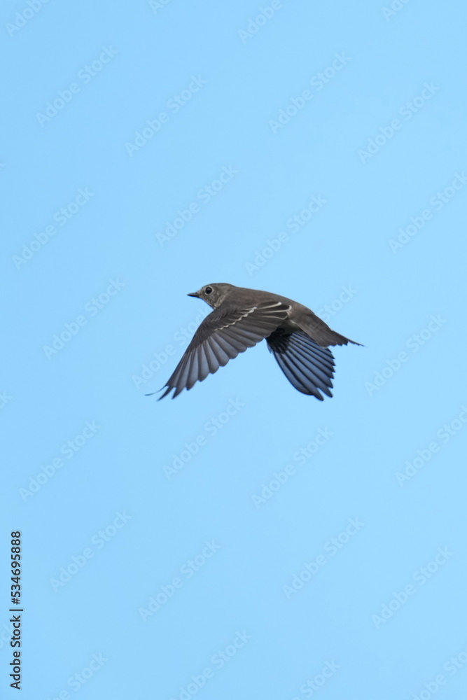 grey streaked flycatcher in a forest grey streaked flycatcher in a forest