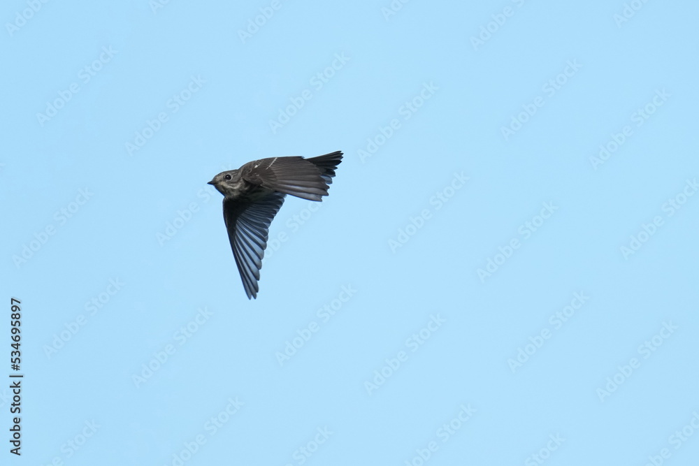 grey streaked flycatcher in a forest grey streaked flycatcher in a forest