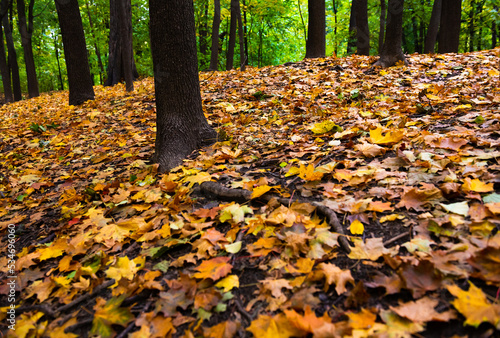 autumn leaves on the ground in the forest