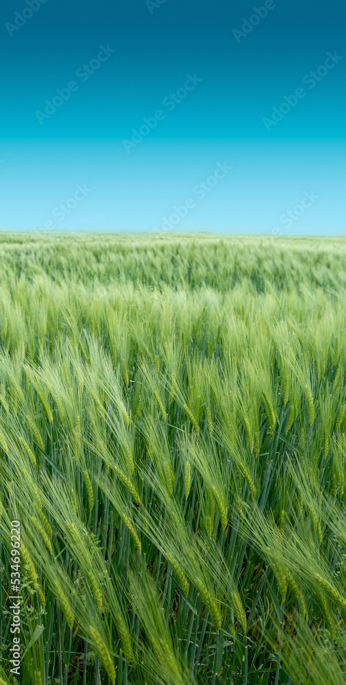 Cover page with beautiful farm landscape with green wheat field and blue gradient sky, with copy space