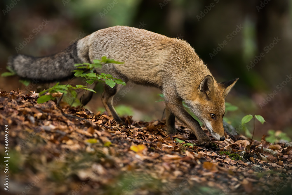 Red fox, vulpes vulpes, sniffing on foliage in forest in autumn environment. Furry predator walking on leaves in fall. Orange mammal hunting in woodland.
