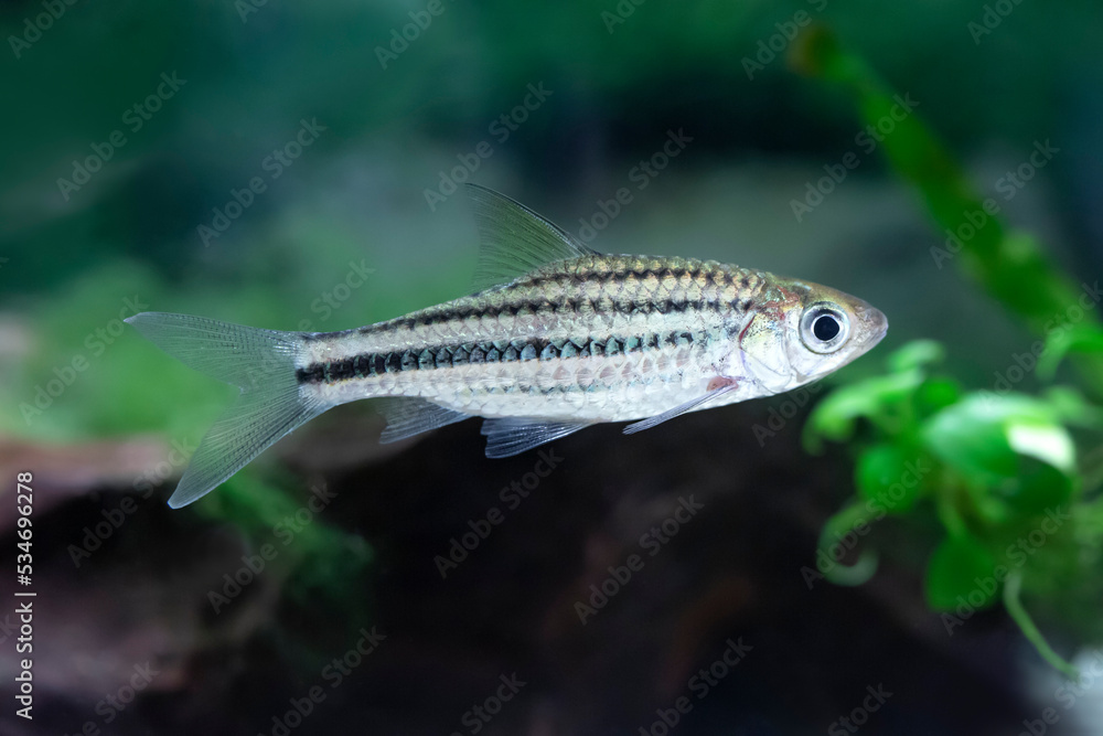 Striped barb - Desmopuntius johorensis Striped barb - Desmopuntius johorensis