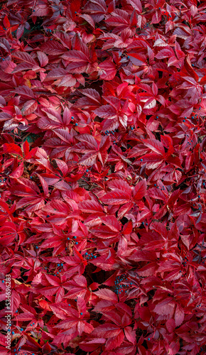 Cover page with beautiful colorful red and pink vine leaves like epiphyte plants and lianas attached to the stone wall in Autumn colors as a background.