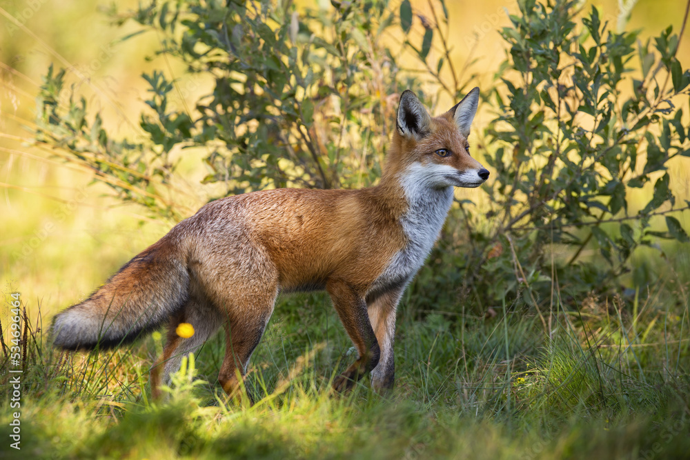 Red fox, vulpes vulpes, looking with interest next to a willow tree on a meadow in autumn. Furry wild mamma walking among a bush with green leaves. Animal wildlife in nature. Red fox, vulpes vulpes, looking with interest next to a willow tree on a meadow in autumn. Furry wild mamma walking among a bush with green leaves. Animal wildlife in nature.