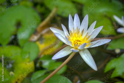 Blue and yellow water lily with green pad background. Close up of Nymphaeaceae