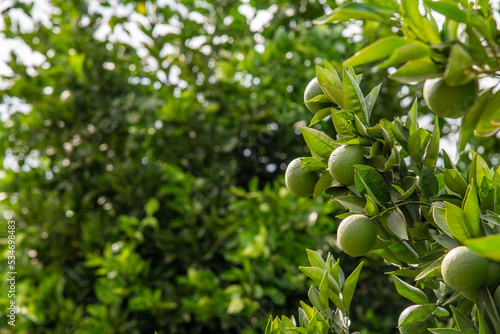 Unripe oranges on an orange tree branch on a sunny day
