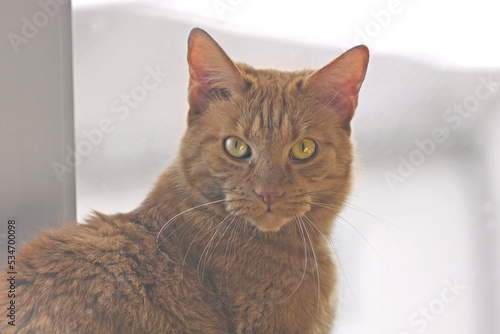 Red cat with green eyes looking funny at camera. Horizontal image with soft focus.