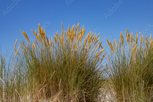 Close up of beach or marram grass, also called Ammophila arenaria or Strandhafer