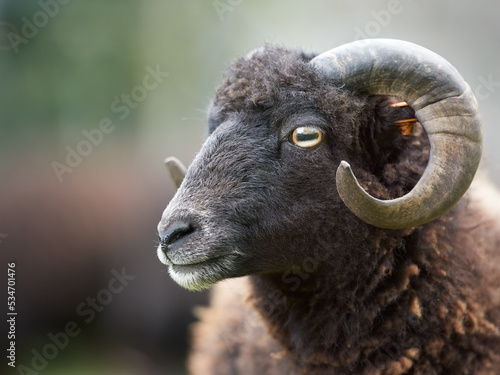 Tableau sur toile Close up of black male Ouessant sheep (Ushant or Breton dwarf)